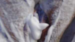 shave-foam-pussy_3.jpg